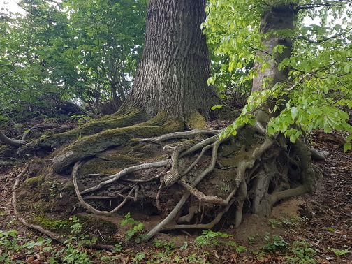 Sonnendurchfluteter Buchenwald beim Waldbaden